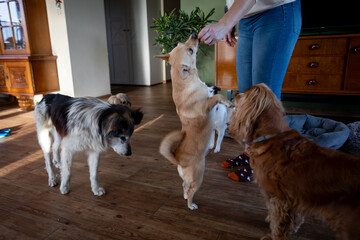 Home environment with attentive pets, Trainer engaging dogs using treats in cozy living space, Sunlit room where trainer rewards attentive dogs with toys and gentle praise