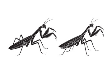 Two praying mantis insects drawn in a scratchy black and white style