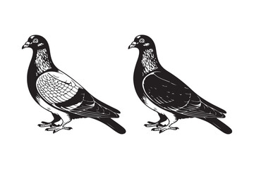 Fototapeta premium Two detailed black and white illustrations of pigeons