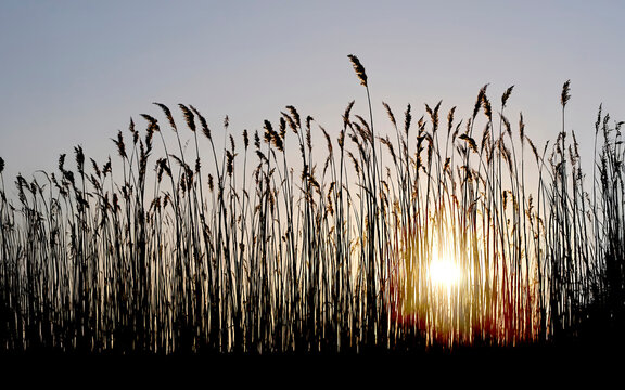 Marsh Grass on Cape Cod at Sunset