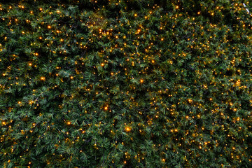 Christmas tree needles and shiny Christmas lights