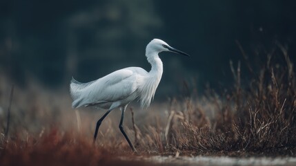 Naklejka premium Elegant little egret hunting in a field with beautiful diffused light