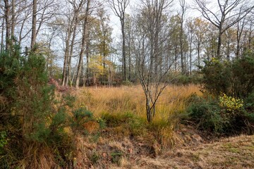 Golden meadow grass in the foreground with bare trees in the background offers a serene nature scene.