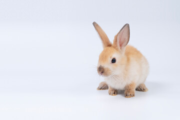 Cute light brown baby rabbit sitting on white background. Adorable pet bunny with fluffy fur, big ears, and innocent look. Perfect for Easter, animal themes, and pet-related content.