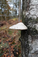 A birch polypore or birch bracket fungus, Piptoporus betulinus hugs a birch tree trunk in a forest of deciduous trees