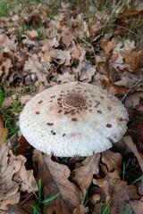 A close on a parasol mushroom Macrolepiota procera cap surrounded by fallen autumn leaves, with grass peeking through