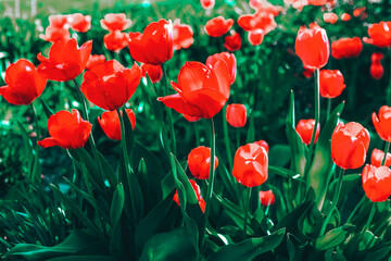 Red tulips blooms gracefully amid lush green foliage, velvety petals unfurling in sunlit garden. Scene evokes freshness of spring with slender stems rising elegantly against soft, natural backdrop