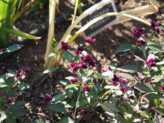 センニチコボウ