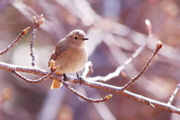 桜のつぼみと枝にとまるジョウビタキの雌