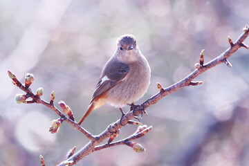 桜のつぼみと枝にとまるジョウビタキの雌