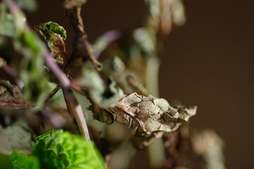 Fototapeta premium Close up of wilted peppermint leaf texture