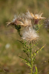 Gewöhnliche Kratzdistel (Cirsium vulgare), Samenstand