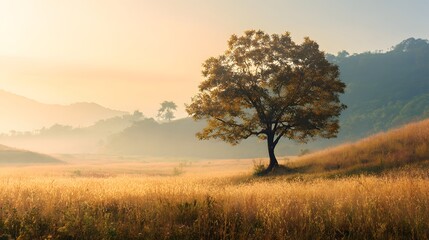Fototapeta premium Solitary tree stands in golden field amidst misty mountain layers during sunrise