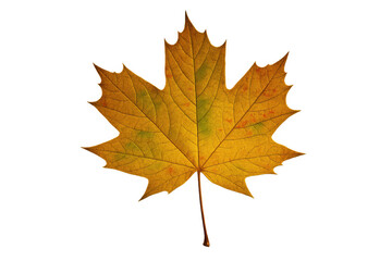 Fototapeta premium Autumn maple leaf showing seasonal change, bright yellow-orange color, and detailed veins on transparent background