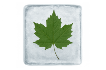 Green maple leaf preserving in rectangular ice cube, frozen nature symbol on transparent background