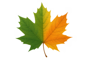 Maple leaf showing seasonal change, transitioning from vibrant green to vivid orange for autumn design elements