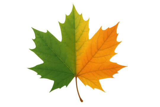Maple leaf showing seasonal change, transitioning from vibrant green to vivid orange for autumn design elements