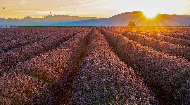 Lavender field in Provence, France, at sunrise. Two hot air balloons visible on the horizon with the sun appearing as a sunburst over the mountains.