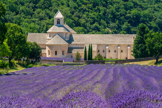 Senanque Abbey in Provence, France, with lavender garden in the foreground and green trees in the background.