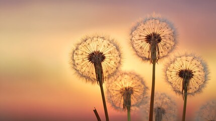Multiple mature dandelion seed heads glow softly against a pastel gradient sky at sunset