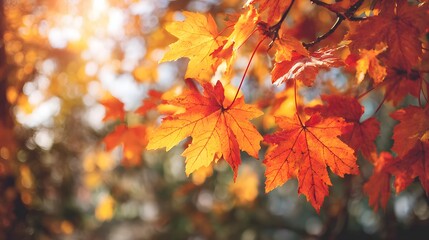 Brilliant orange and yellow maple leaves glow in warm sunlight during the fall season