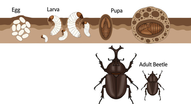 Life cycle illustration of a rhinoceros beetle, from egg to larva to pupa to adult.