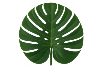 Monstera deliciosa leaf cutout on a transparent background, tropical plant elements for design and decoration