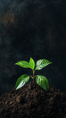 Naklejka premium Young green plant sprouting from a pile of rich soil in a corner symbolizing growth, new life, nature, and sustainability, perfect for environmental, gardening, or ecological visuals
