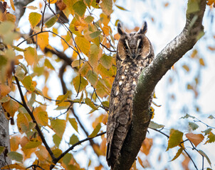 Long eared owl standing on branch and watching at camera