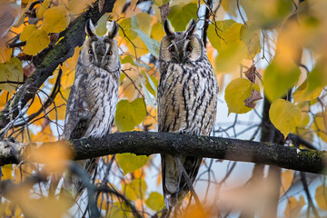 Two Long eared owls standing next to each other on branch.