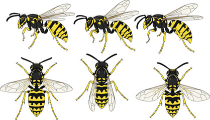 Collection of detailed wasp illustrations in multiple angles, showcasing yellow jacket body patterns, wings, legs and anatomy for insect, nature and science graphics