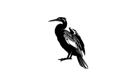 Obraz premium Black and white cormorant bird illustration isolated on white.