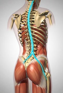 Sciatica and Spinal Nerve: 3D Anatomy of the Human Spine, Spinal Cord, and Sciatic Nerve Pathway in the Back and Leg. Low Back Pain and Herniated Disc Concept.