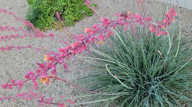 Arizona desert native red yucca or Hesperaloe parviflora with fresh growth of bud stem surrounded by arching narrow fibrous leaves in Phoenix city street xeriscaping