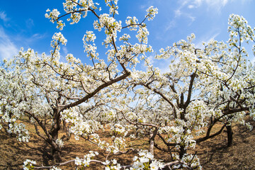 Fototapeta premium Pear flowers bloom in spring
