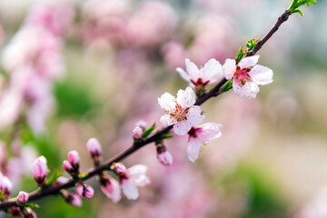 Peach trees blossom in spring