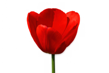 Red tulip standing tall, a natural bloom showcasing soft petals and a sturdy green stem, ideal for design projects. Transparent background