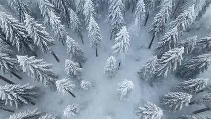 snow covered fir tree - Powered by Adobe