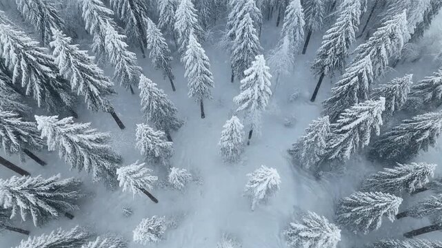 snow covered fir tree