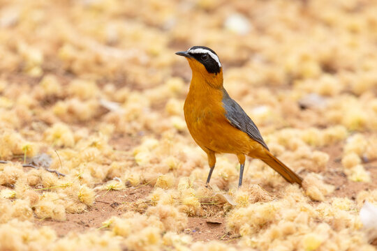 An alert White-browed robin-chat standing on some old flowers in Chobe National Park, Botswana