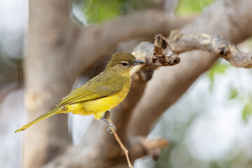 Close-up of a curious Yellow-bellied greenbul perched nearby in Chobe National Park, Botswana