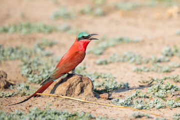 Southern carmine bee-eater standing on dirt in Chobe National Park, Botswana	