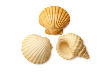 Naklejka premium Seashells collection on transparent background, beautiful marine life elements for summer and beach designs