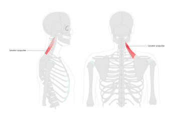 Levator scapulae - Human neck and shoulder muscle shown in labeled anatomy diagram, elevates scapula and tilts glenoid cavity inferiorly, essential for posture and movement education