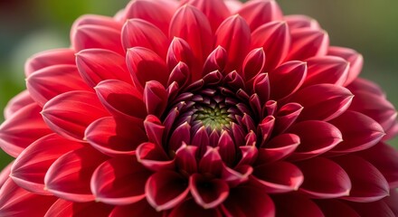 Red dahlia flower closeup