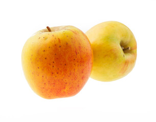 　林檎　群馬明月