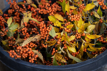 Fresh cut Firethorn branches, orange berries with yellow leaves, in a bucket ready to add to a Christmas wreath or use as a beautiful holiday decoration
