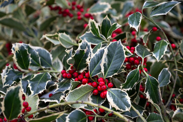 Close up of fresh cut holly branches, dark green and white variegated leaves with red berries,...