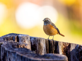切り株にとまるジョウビタキのオス