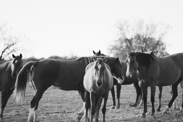 Obraz premium Mare horses as a herd on Texas ranch in black and white.